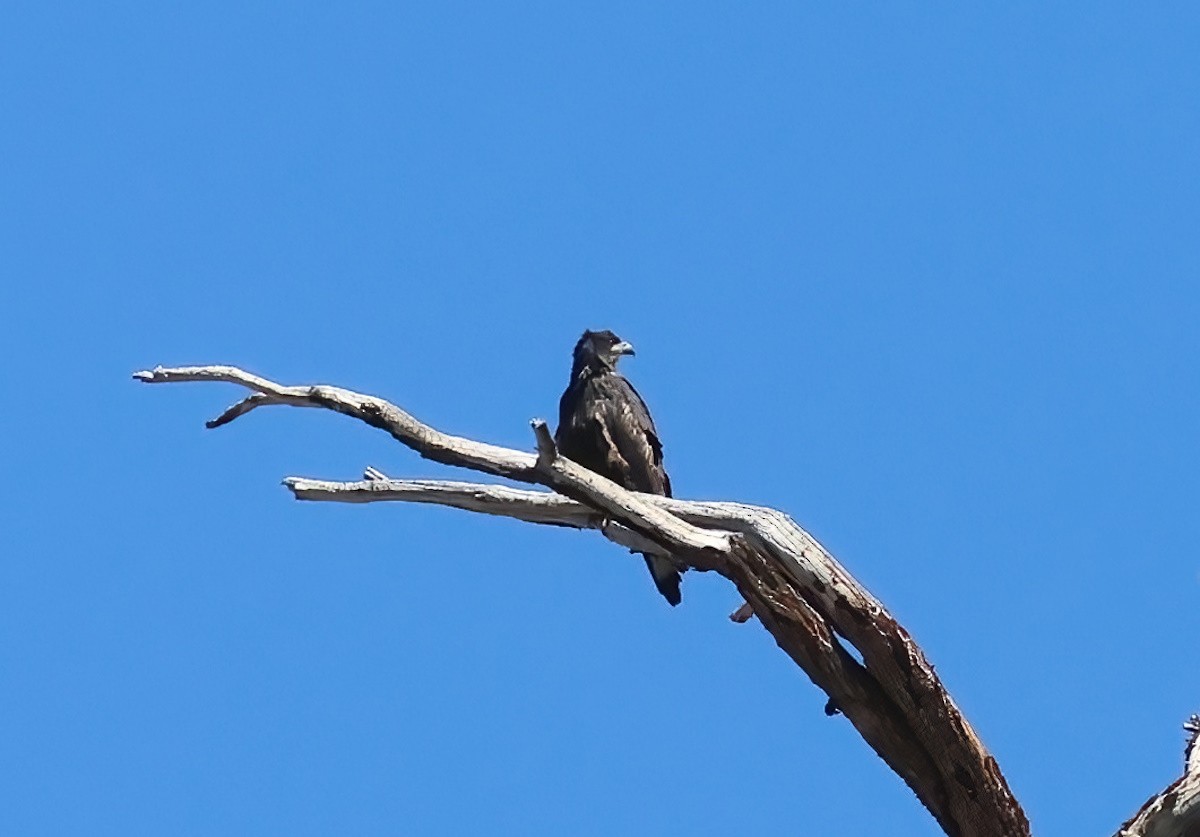Bald Eagle - ML637522665