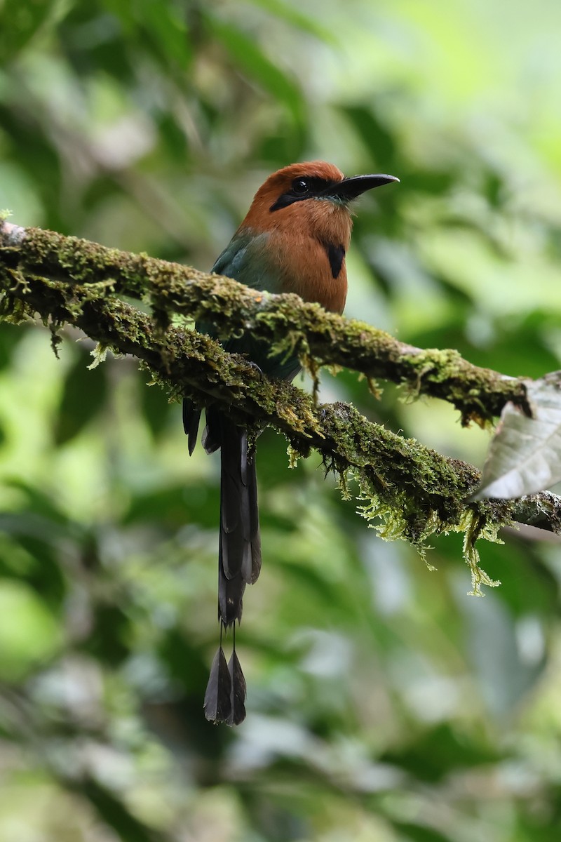 Broad-billed Motmot - ML637522667