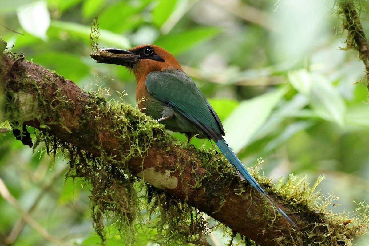 Broad-billed Motmot - ML637522668