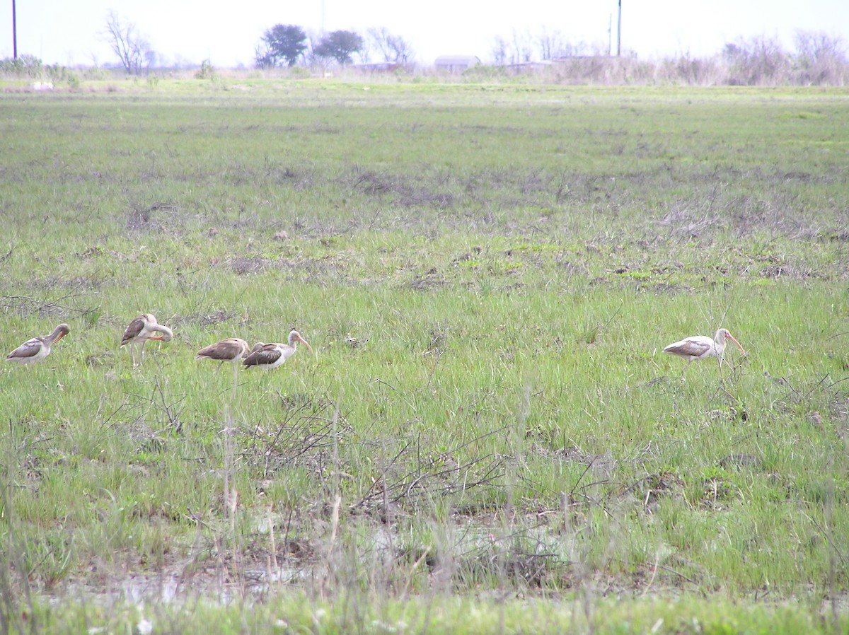 White Ibis - ML637522673