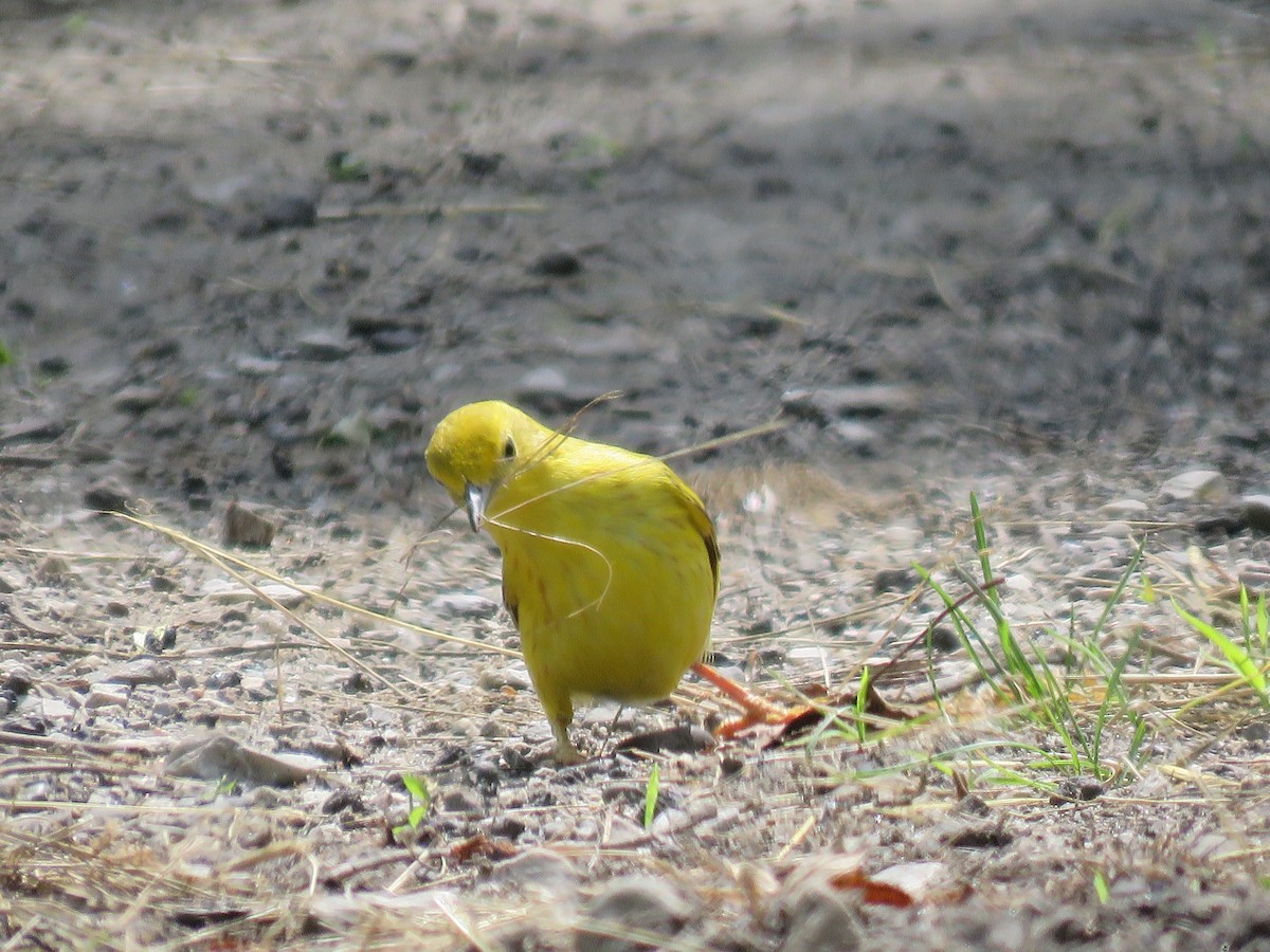 Yellow Warbler - ML637522675