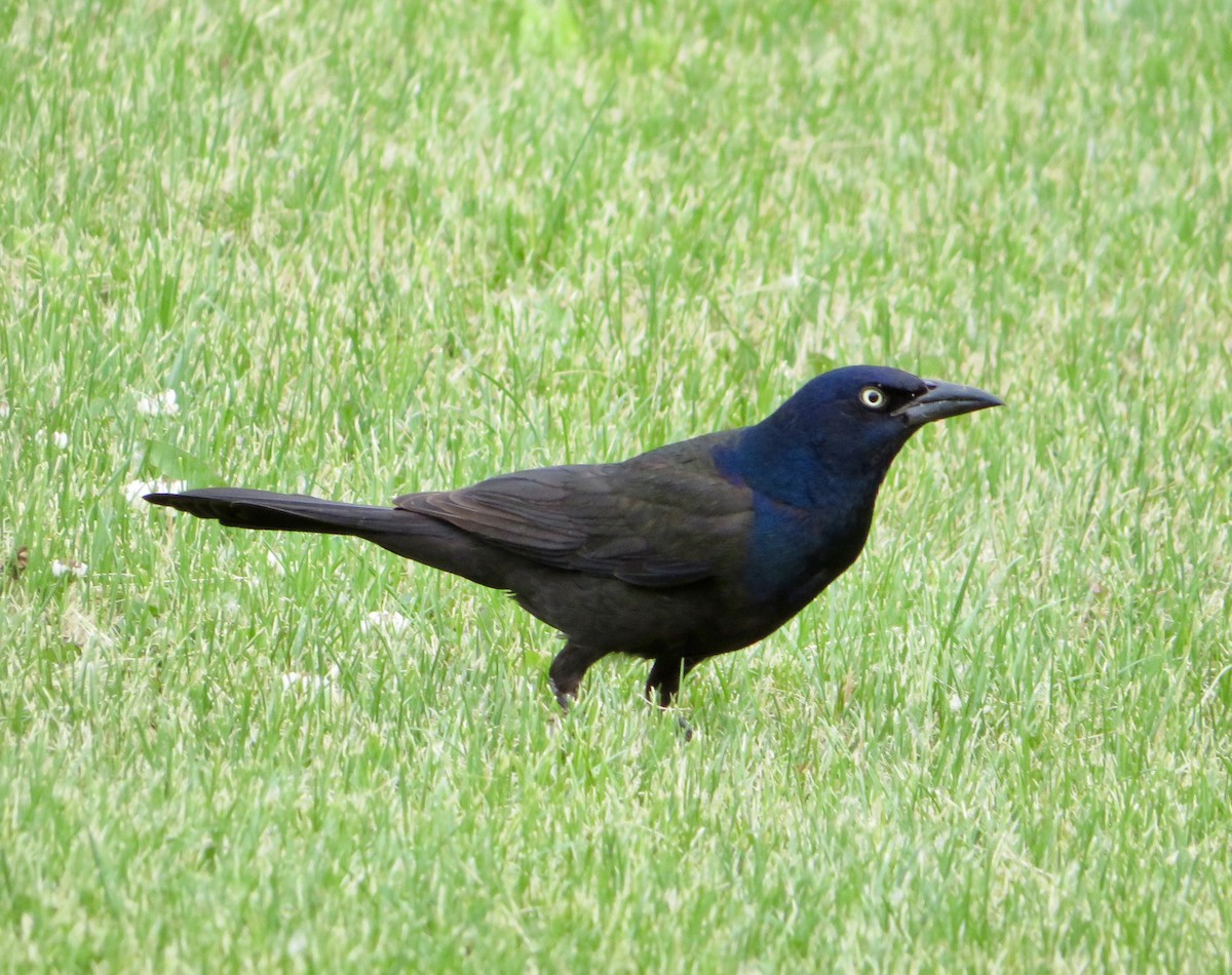 Common Grackle - ML637522676