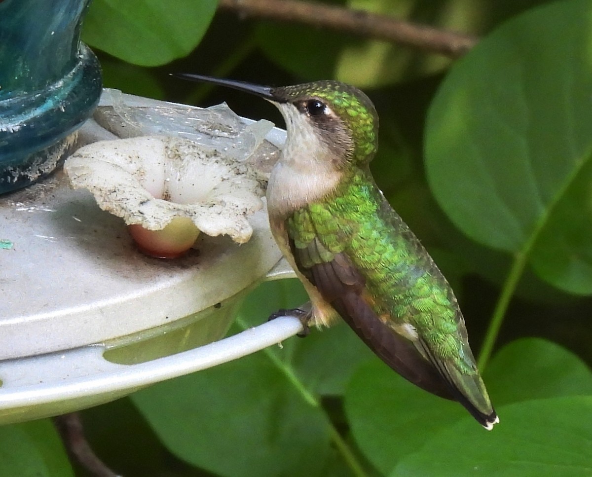 Ruby-throated Hummingbird - ML637522677