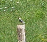 Bobolink - ML637522678