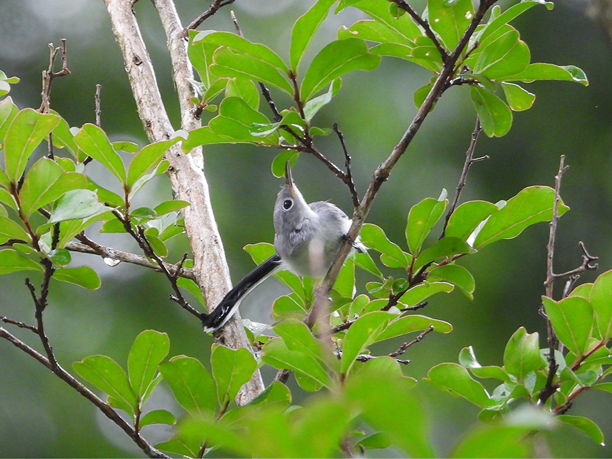 Blue-gray Gnatcatcher - ML637522679
