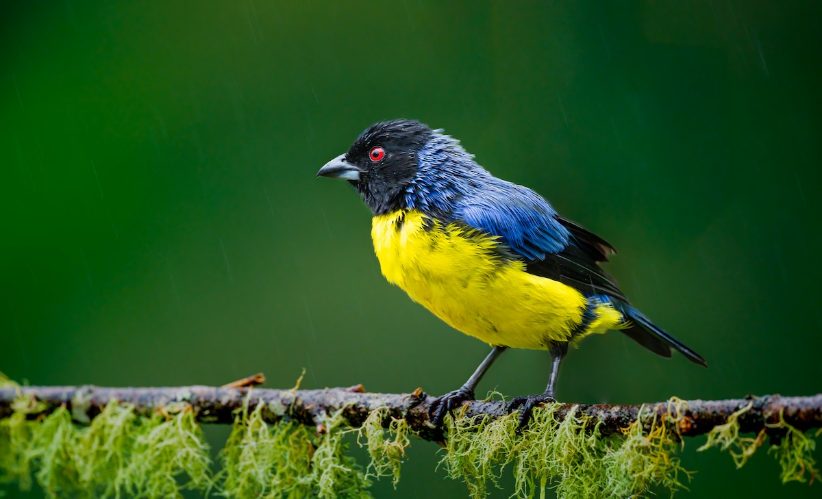 Hooded Mountain Tanager - ML637522681