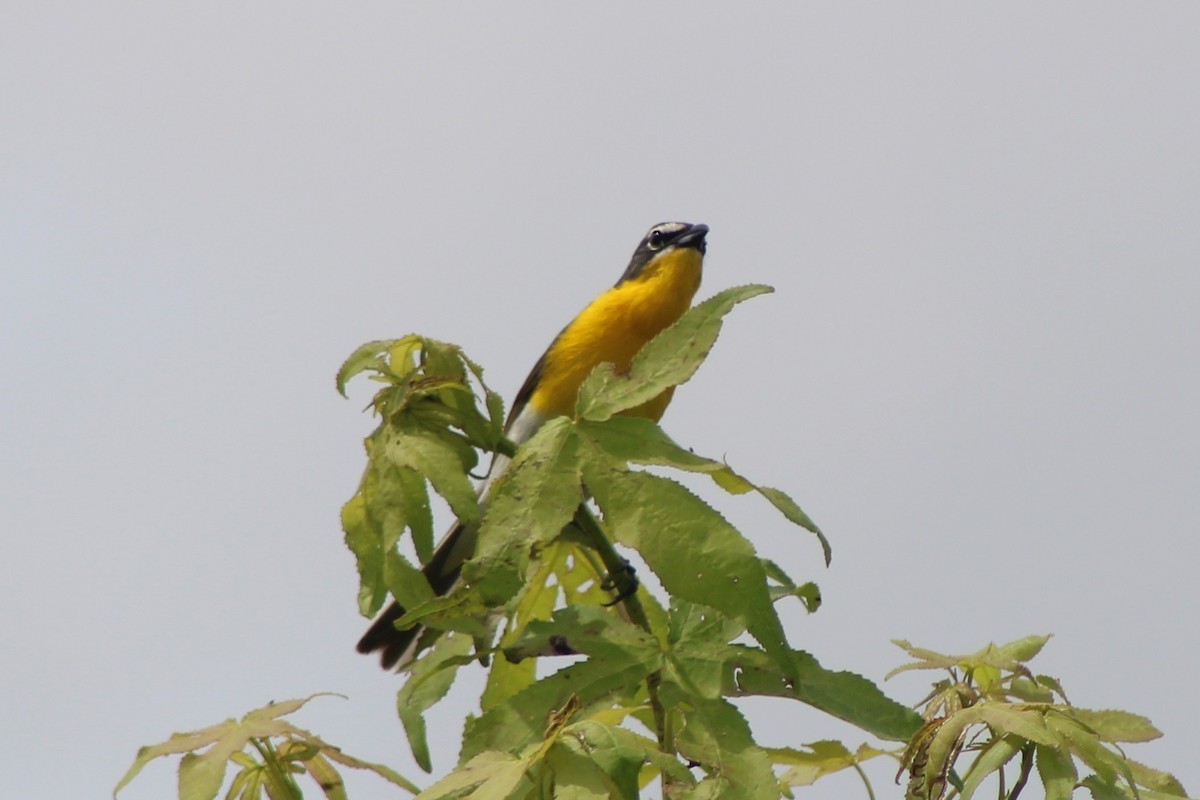Yellow-breasted Chat - ML637522682