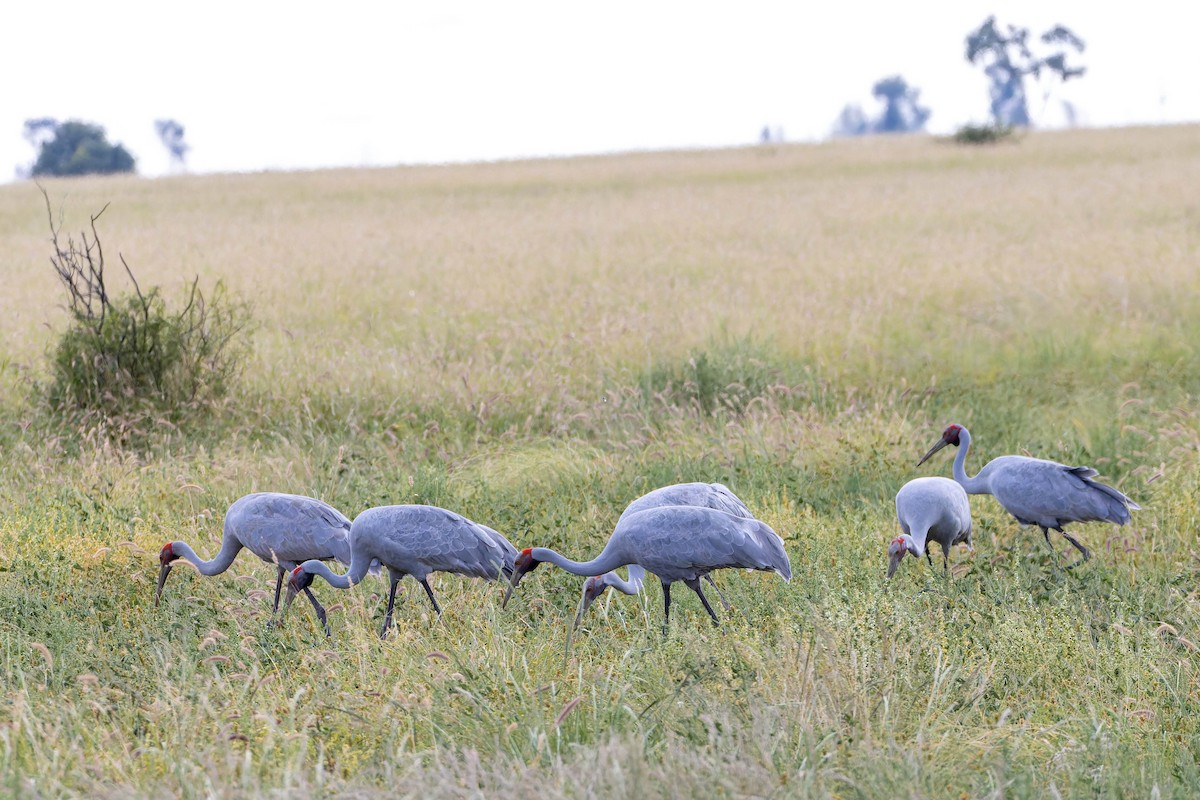 Brolga - ML637522683