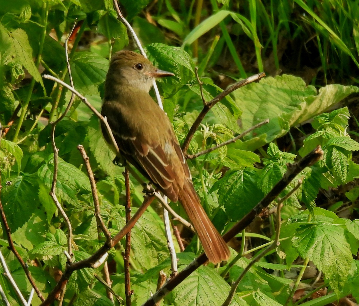 Great Crested Flycatcher - ML637522684