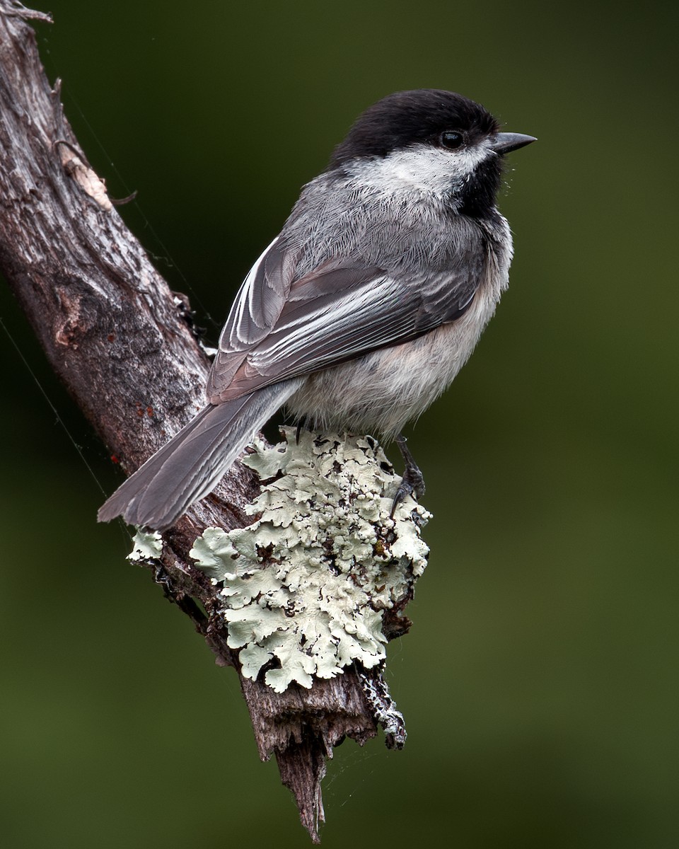 Black-capped Chickadee - ML637522685