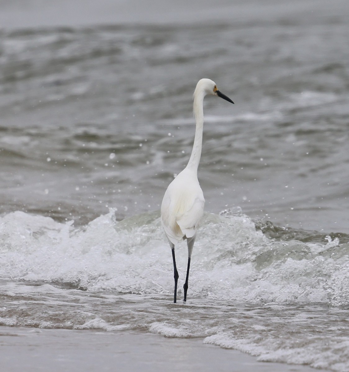 Snowy Egret - ML637522686