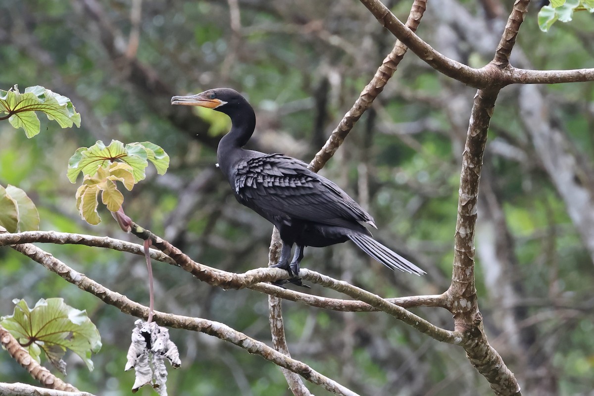 Neotropic Cormorant - ML637522689