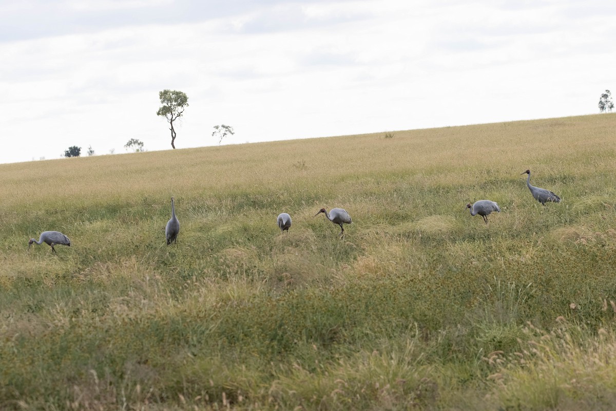 Brolga - ML637522690