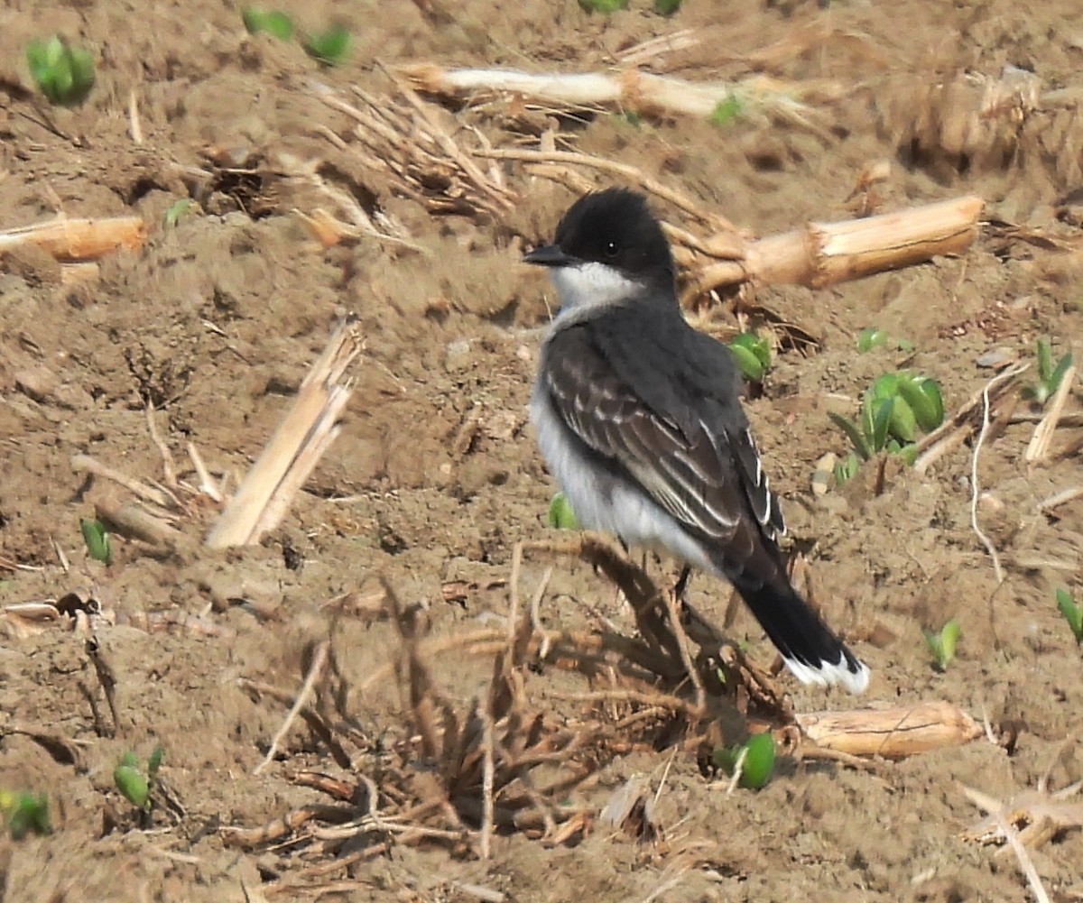 Eastern Kingbird - ML637522691