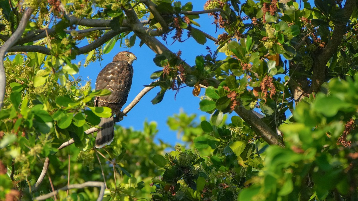 Cooper's Hawk - ML637522693