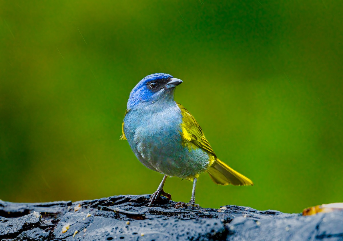 Blue-capped Tanager - ML637522697