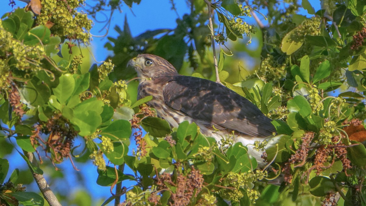 Cooper's Hawk - ML637522699