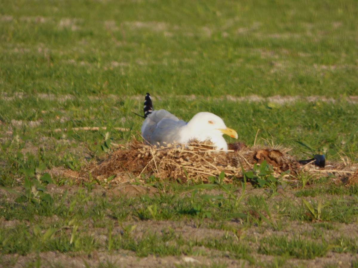 American Herring Gull - ML637522700