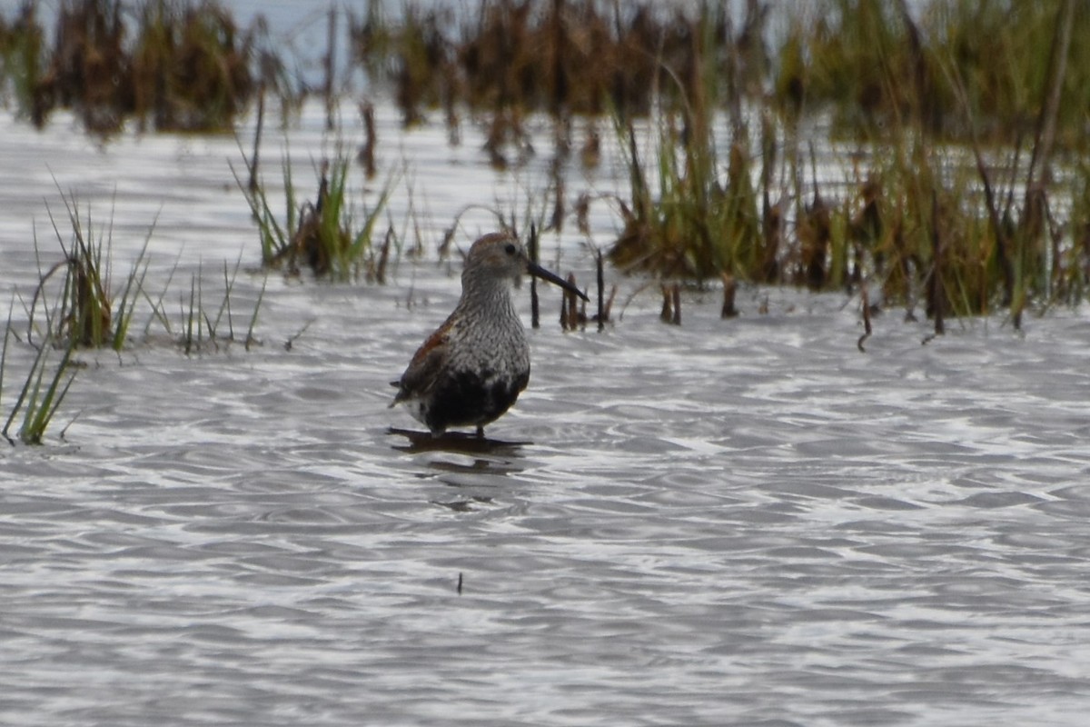 Dunlin - ML637522701