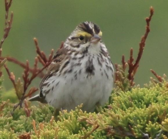 Savannah Sparrow - ML637522702