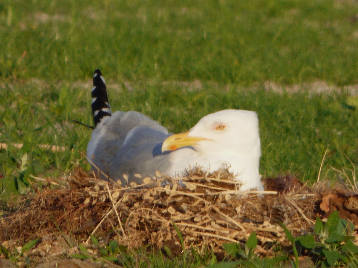 American Herring Gull - ML637522708