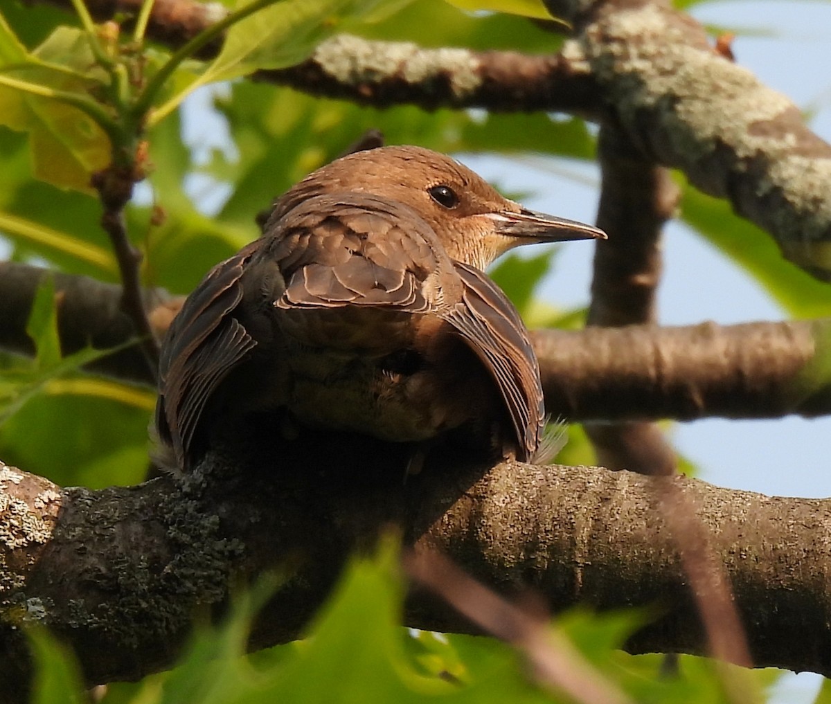 European Starling - ML637522709