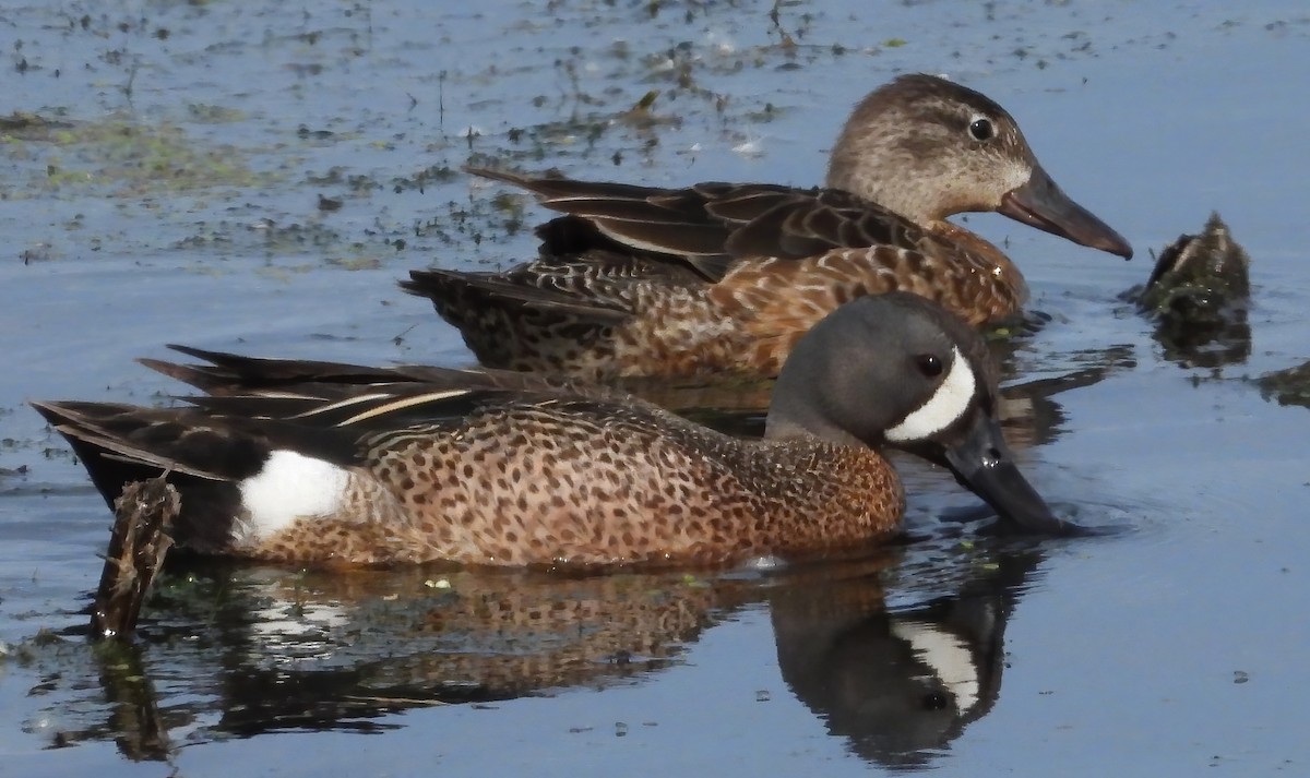 Blue-winged Teal - ML637522710