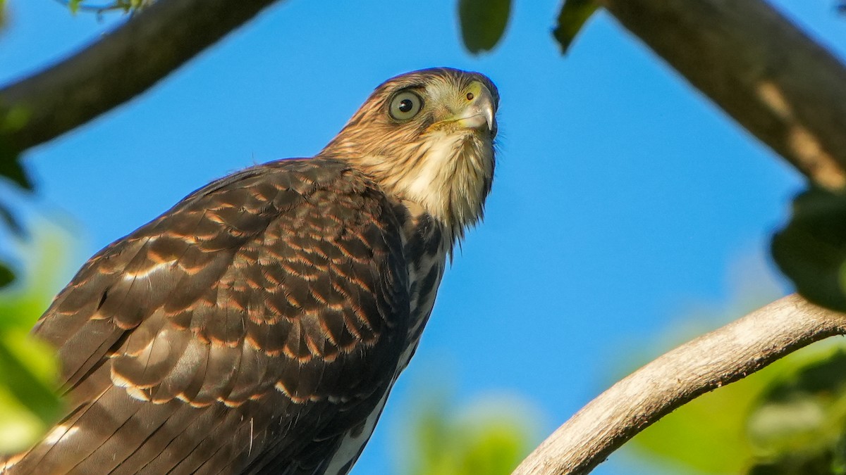 Cooper's Hawk - ML637522711