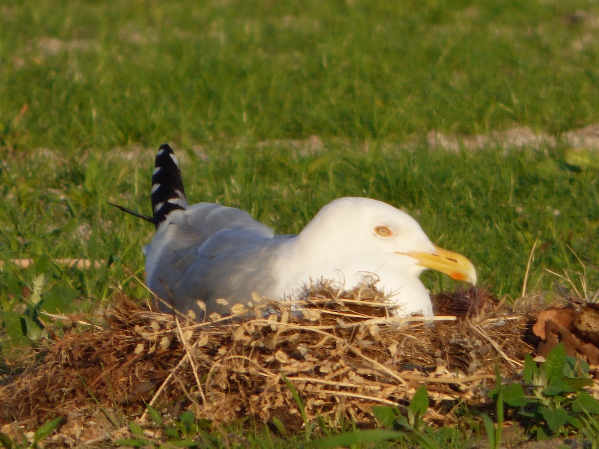 American Herring Gull - ML637522712