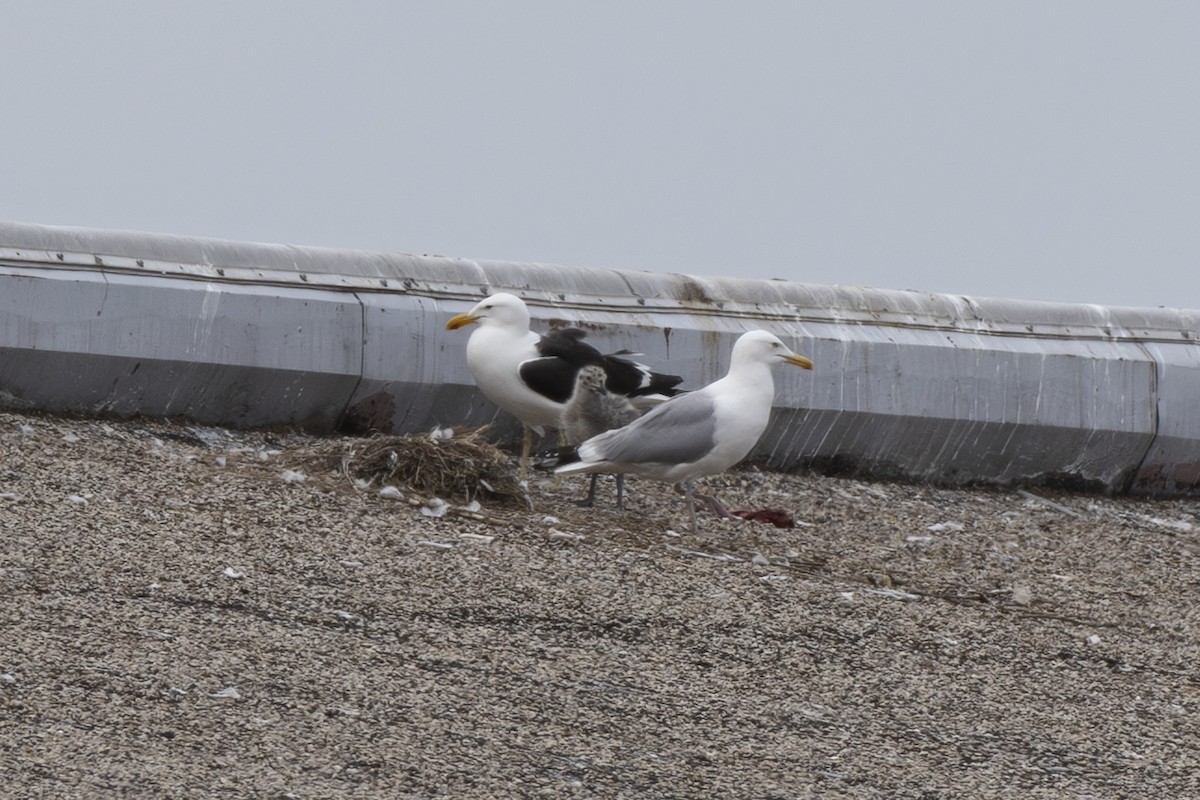 Kelp Gull - ML637522713