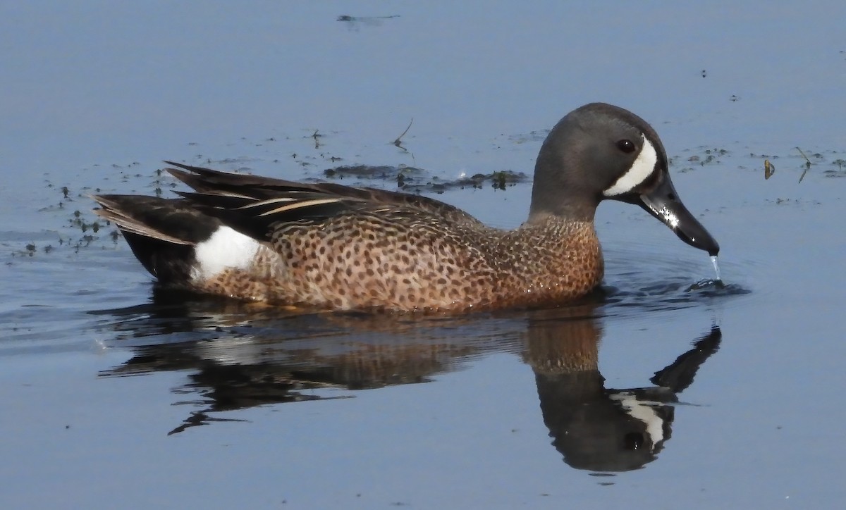 Blue-winged Teal - ML637522714
