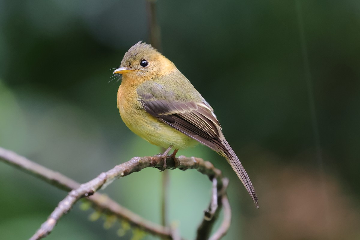 Tufted Flycatcher - ML637522730