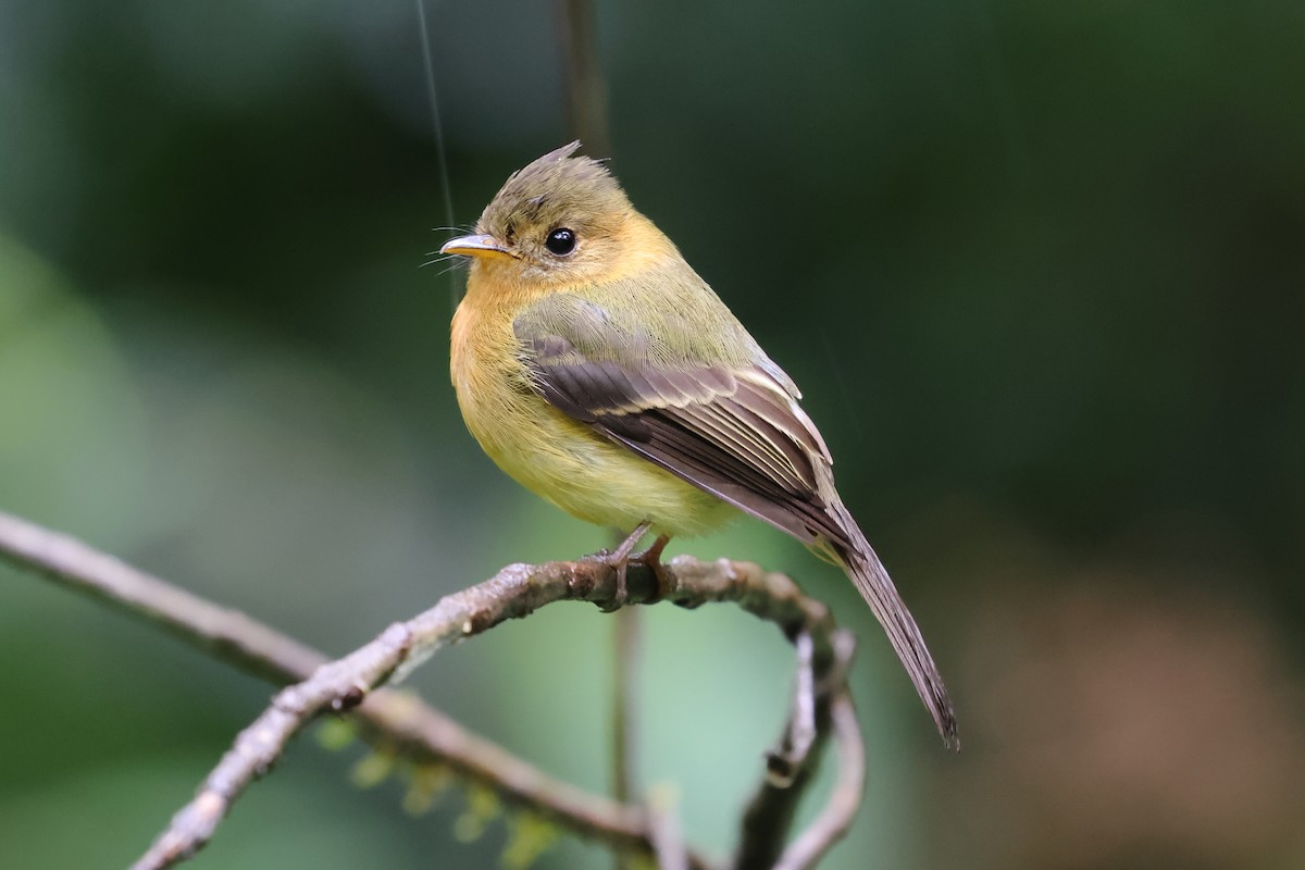 Tufted Flycatcher - ML637522731