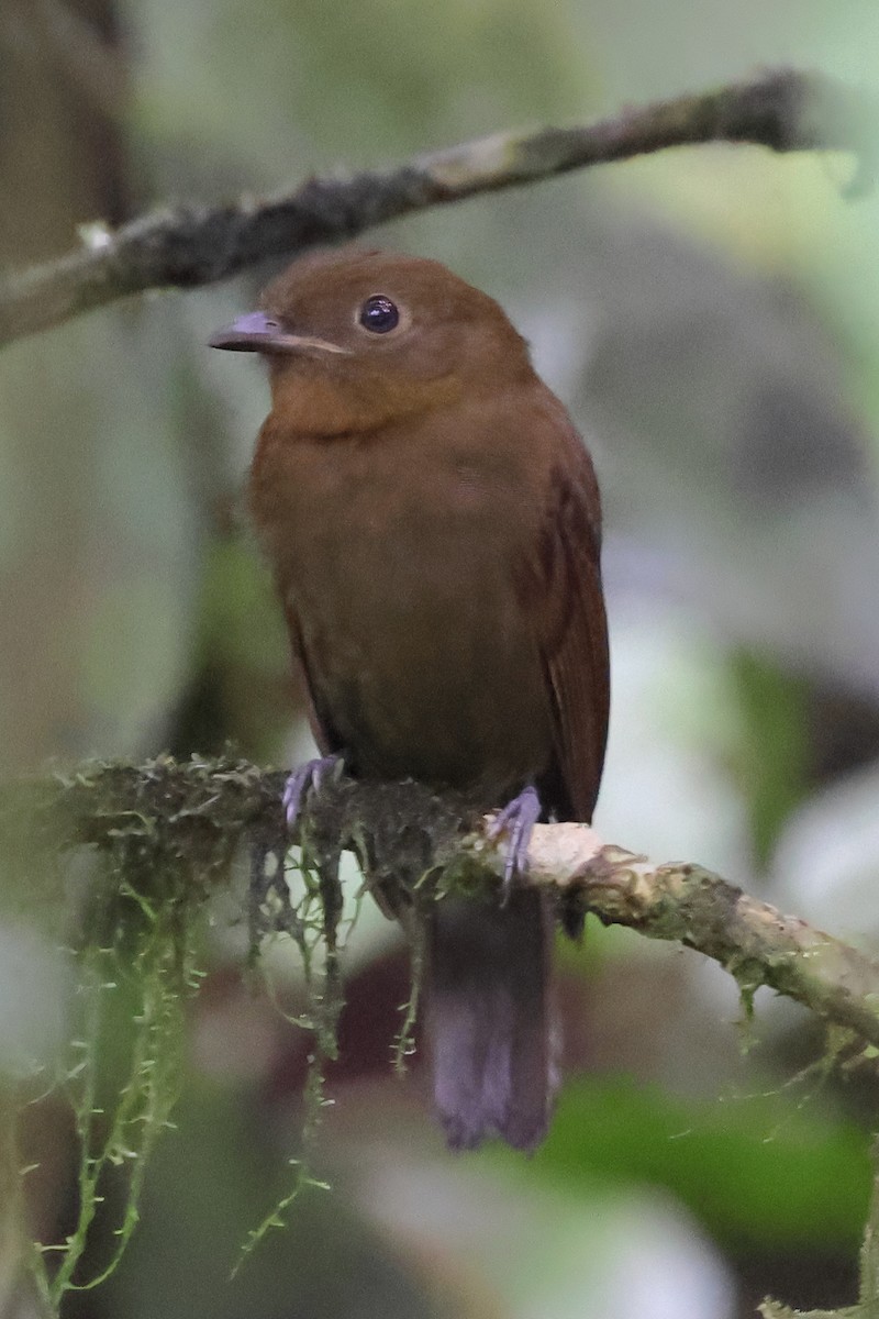 Northern Schiffornis - ML637522746