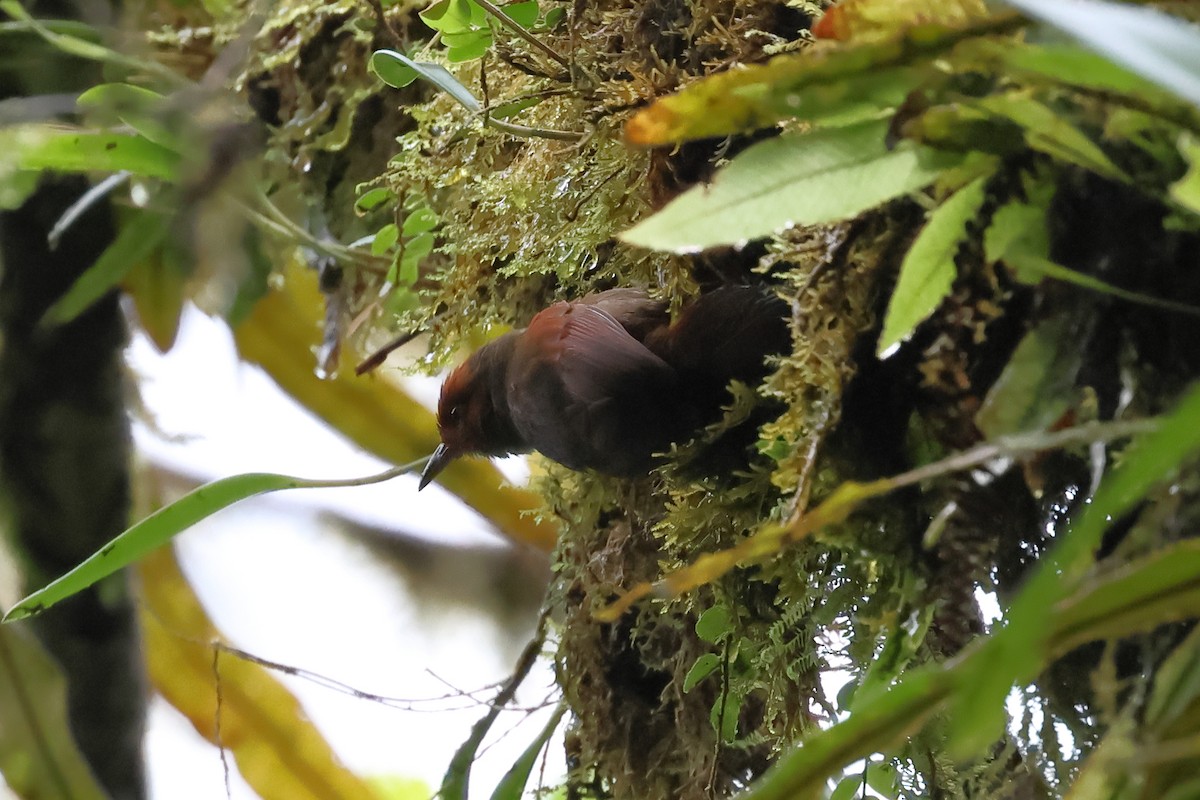 Red-faced Spinetail - ML637522771