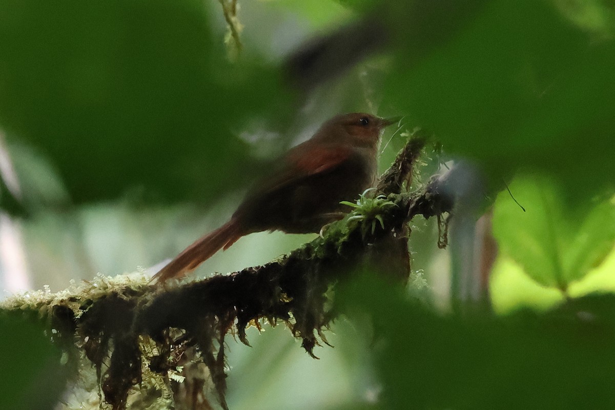 Red-faced Spinetail - ML637522772