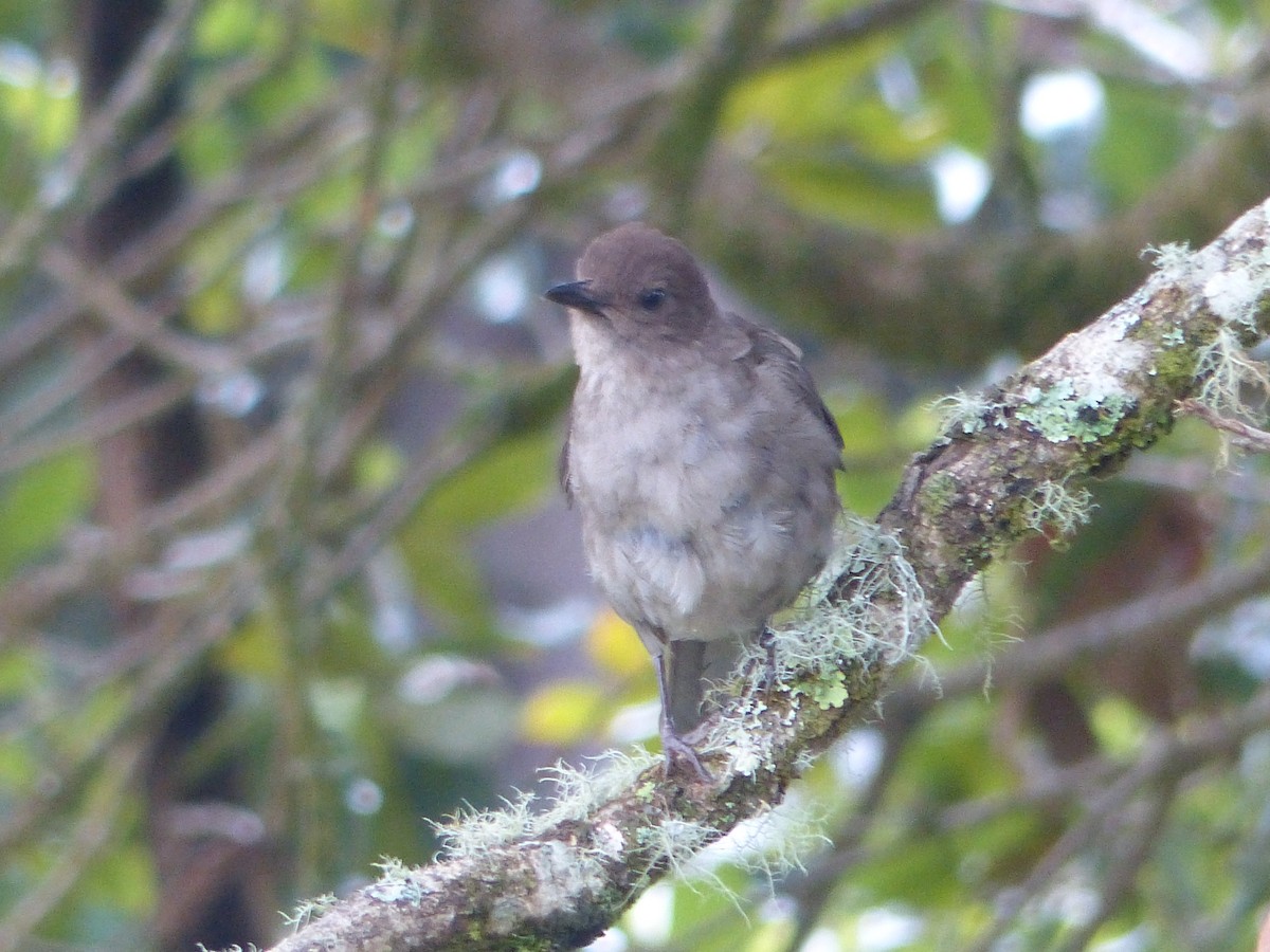 Mountain Thrush - ML637522777