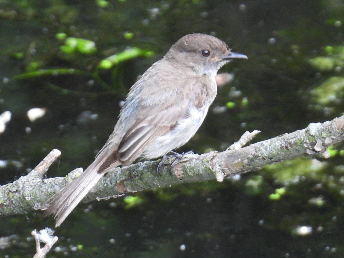 Eastern Phoebe - ML637522812