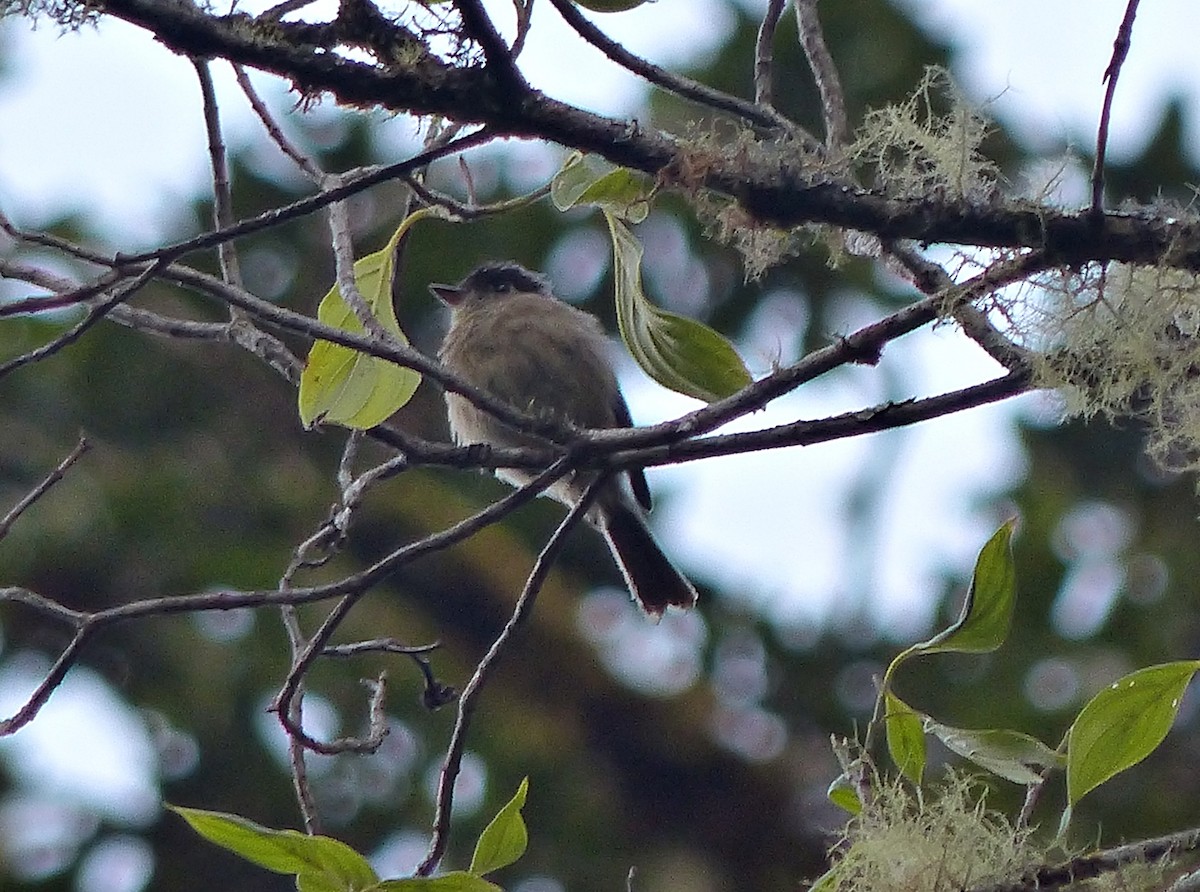 Black-capped Flycatcher - ML637522833
