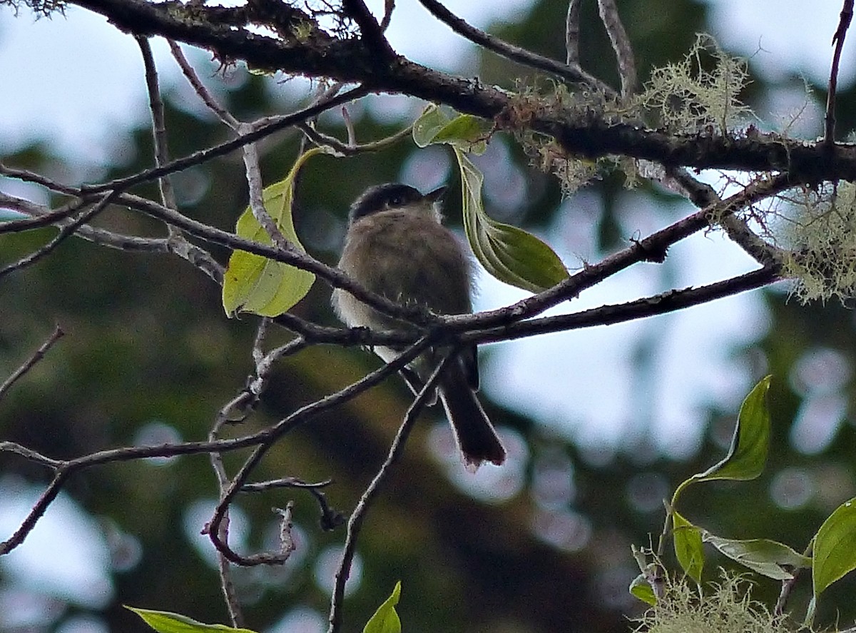 Black-capped Flycatcher - ML637522834