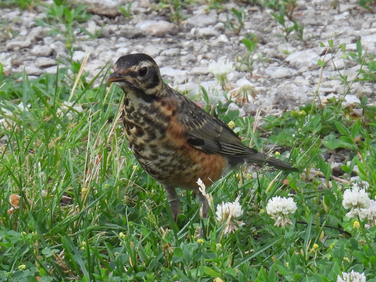 American Robin - ML637522845