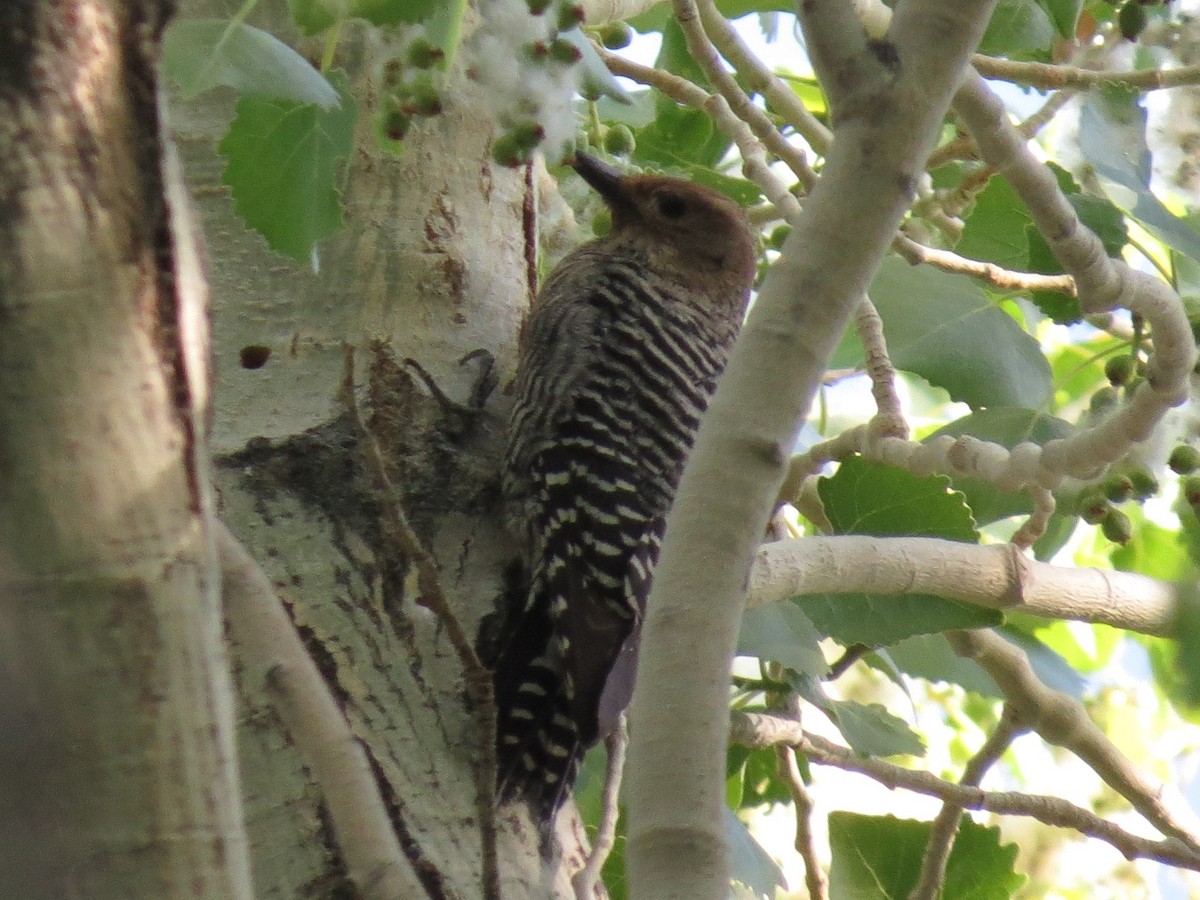 Williamson's Sapsucker - ML637522863