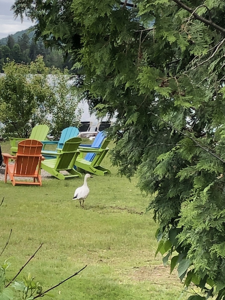 Цасны галуу - ML637522887