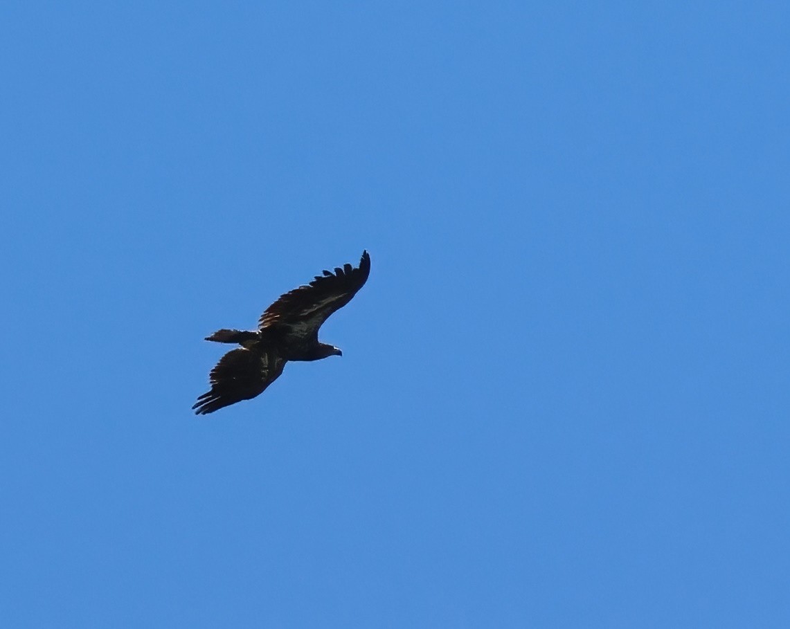 Bald Eagle - ML637522906