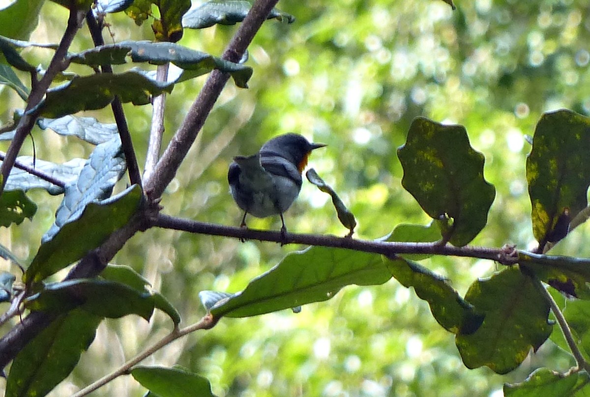 Flame-throated Warbler - ML637522925