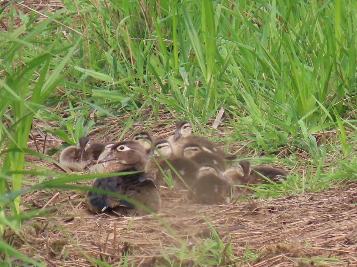 Wood Duck - ML637522926