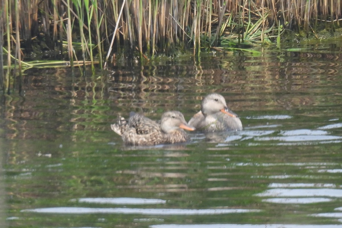 Бор нугас - ML637522970