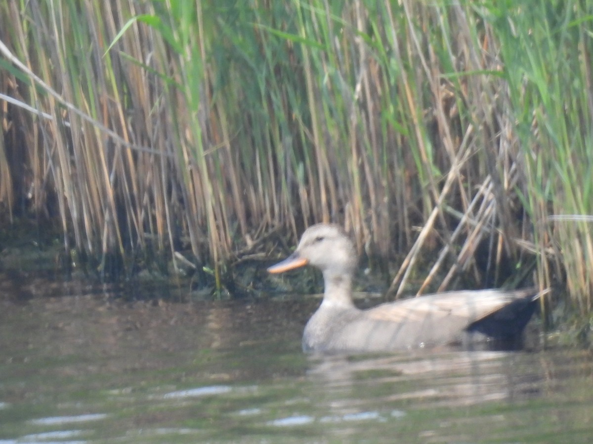 Бор нугас - ML637522971