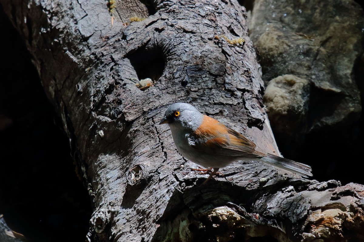 Yellow-eyed Junco - ML637523047