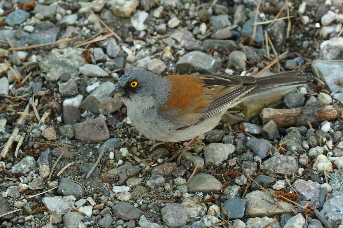 Yellow-eyed Junco - ML637523048